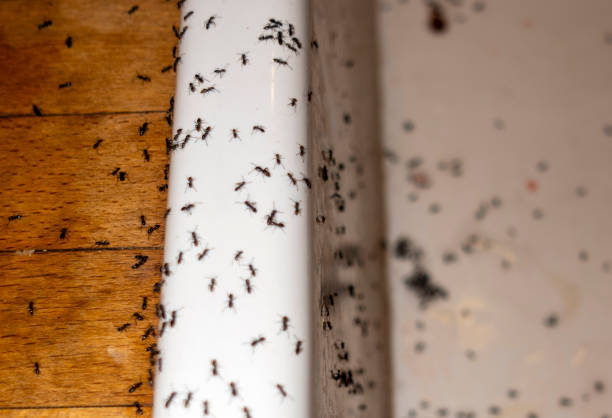 Flea Control Services in Washington, UT