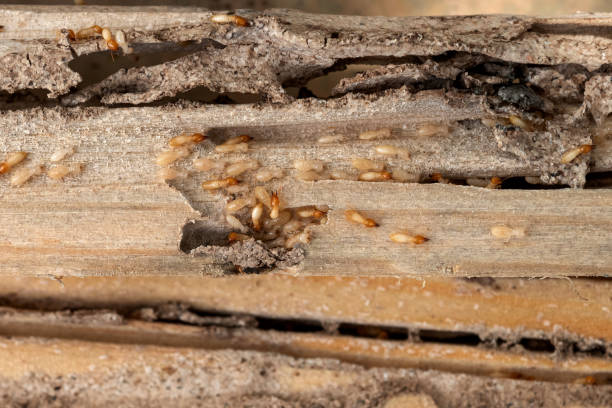 Best Pest Inspection Near Me  in Washington, UT